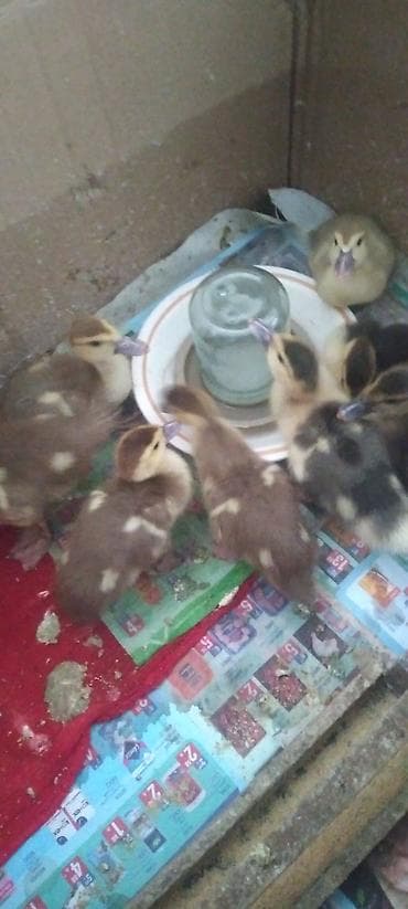 ucuz dana: Muscovy ördəkləri – bala ördəklər - Cins: Muscovy (hind ördəyi) - — 6