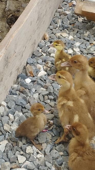 tutuquşu satışı: 🦆 SATILIR – Tam Sağlam Qırmızı Ördəklər 🦆 Təsərrüfatımızda böyüdülmüş — 3