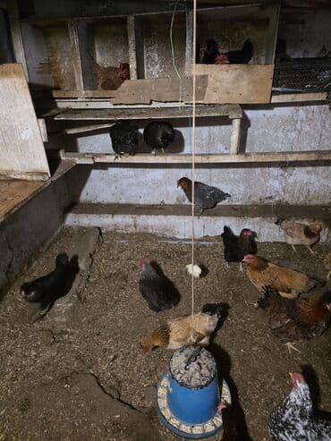 Mal-qara: Toyuq, Damazlıq — 9