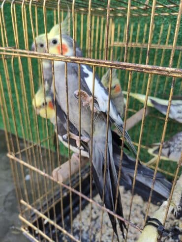 dovşan qəfəsi: Qəfəslər quşlar — 18