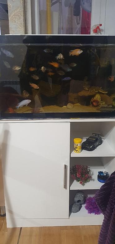 Akvarium-şkaf, Balıqlarla birlikdə, 120 l, Ünvandan götürmə