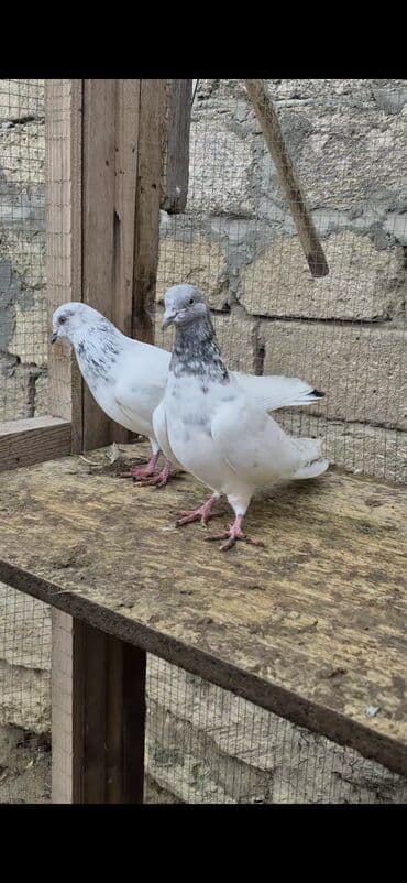 şahin quşunun qiyməti: İran göyərçinləri satılır qiymətlər müxtəlifdi 15 manatdan 50 manata — 4