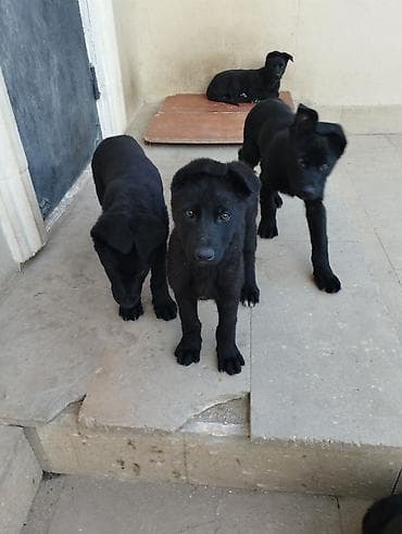 ev itler: Qara rəngli balaca itlər - İtlər: qara tüklü, dik-qulaqlı/yarı-dik — 1