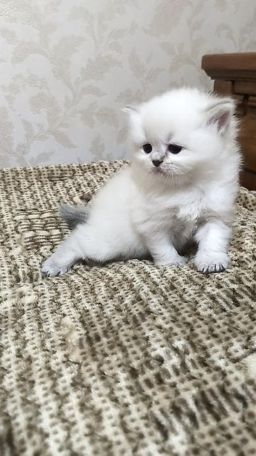 pişiy: Britan — 7