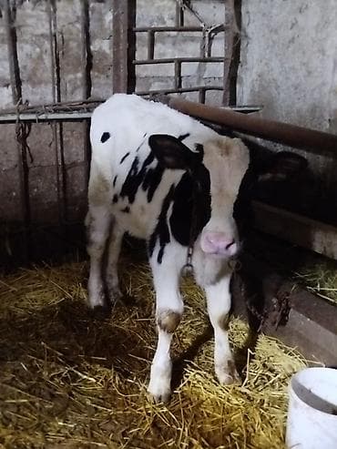 en cox sud veren inekler: 30-35 Litr süd verir. 2 qarın doğub. Satma səbəbim keçi almaqdır. KEÇİ — 4