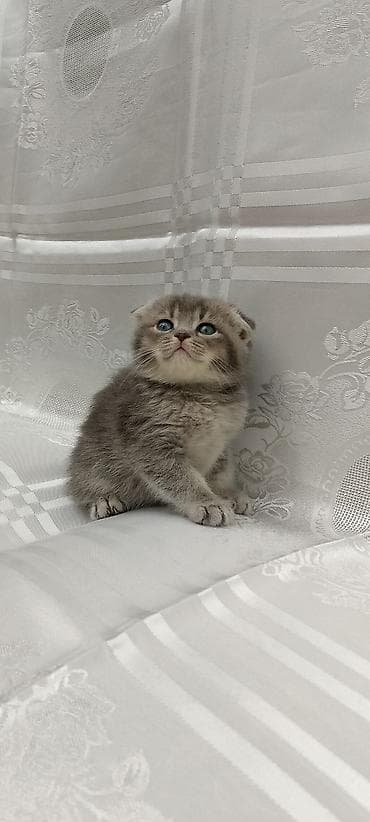 Pişiklər: Şotland yastı qulaq — 2