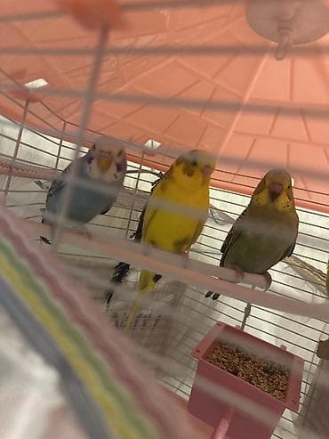 afcarka satışı: Məhsul: Dalmatin papuqayları qəfəs və aksesuarlarla birlikdə dəst — 2