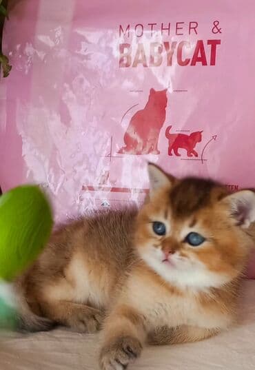 Britan, Erkək, Dişi, Yaxşı əllərə, Ünvandan götürmə lalafo.az -da Britan, Erkək, Dişi, Yaxşı əllərə, Ünvandan götürmə