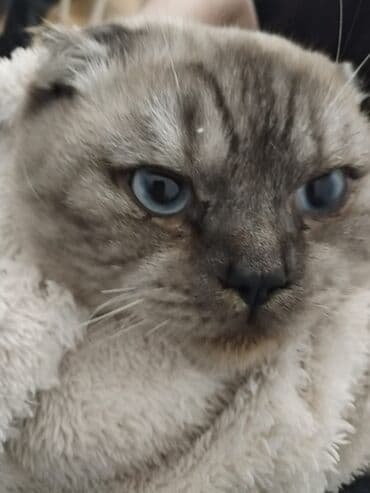 pişik pişik: Şotland, Erkək, Cütləşmə üçün — 4