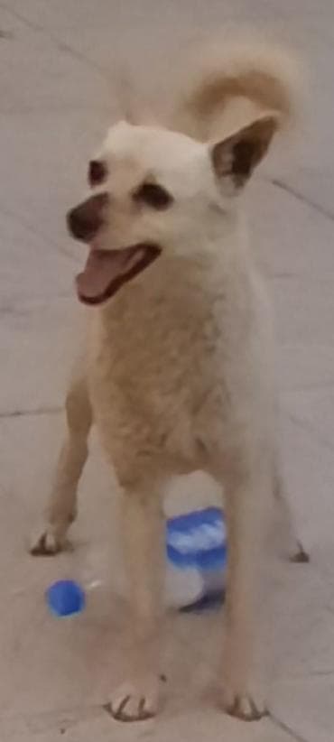 Sevimli, xırda ölçülü it – krem rəngli, qulaqları dik, quyruğu tüklü