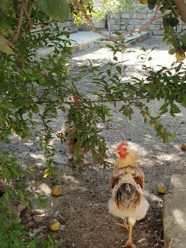 xoruzun nece rengi var: Xoruz, il: 1, Ünvandan götürmə — 4