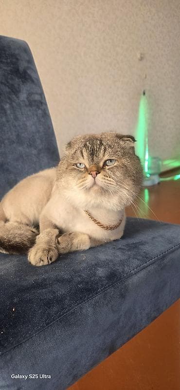 Şotland yastı qulaq, Erkək