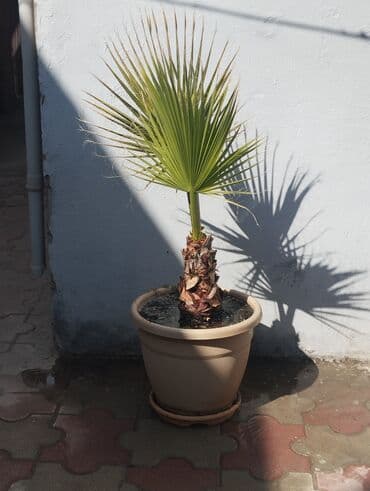 Qablarda palma ağacları - Növ: Dekorativ palma (yelpikvari yarpaqlı