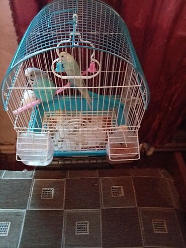 Dalğalı papuqay dəsti – qəfəs və aksesuarlarla - 2 ədəd dalğalı