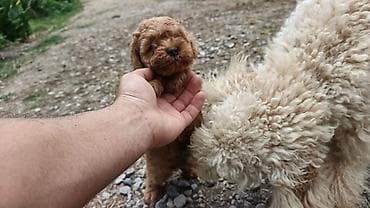 heyvanlar: Pudel, 1 ay, Erkek — 3