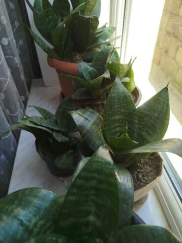 qadın xoşbextliyi gülü: Otaq bitkiləri — 1