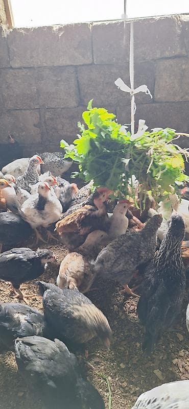 Cücələr: Toyuq cücələri, Damazlıq — 9