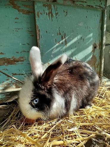 balaca dovşan: Miniatür dekorativ dovşanlar – müxtəlif rənglər və uzun tüklü Lionhead — 4