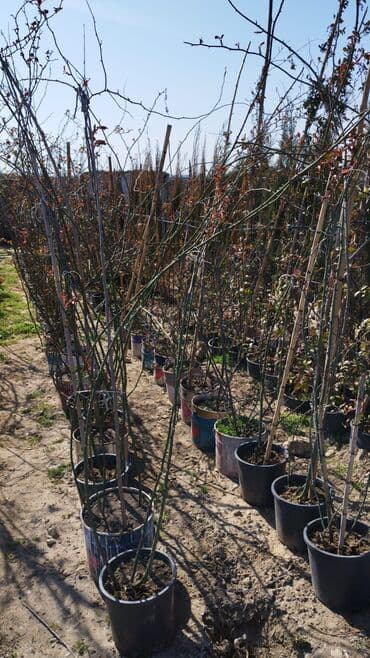 badam qiyməti: Xan cinar 3metir 4 metrlik 15 azin çox alsaz mzakire olunacaq — 14