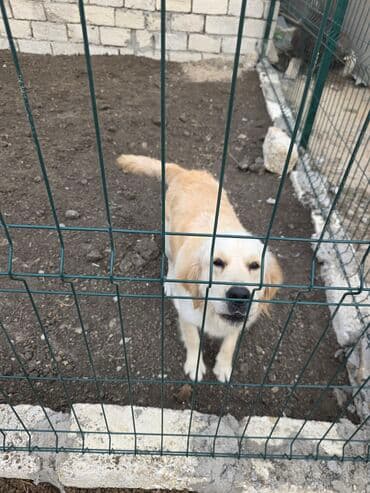 ördək bala: Retriever — 2