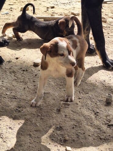 купить хаски щенка: С прививками — 2