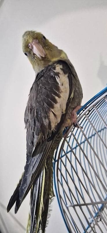 Akvarium aksessuar və ləvazimatları: Əl quşudur,dişləmir Dişidir Real alıcıya endirim olunacaq 3 aylıqdır — 2