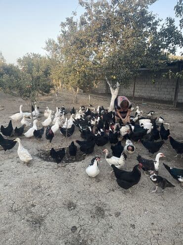 kuban ördek: Dişi, | Kuban, Lal ördək, Damazlıq, Ünvandan götürmə — 2