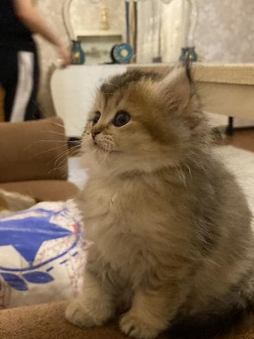 lalafo pisik: Şinşilla, Dişi — 6