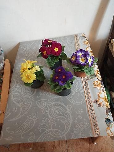 Güllər satılır,4 ədədi cəmi 10 m.Bakixanov(Razin),Razin talkuçkasına