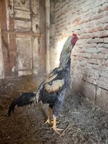 K/t heyvanları və malları: 7 aylıx çolpadı təzə təzə ayılır real alan əlaqə saxlasın tayınan — 3