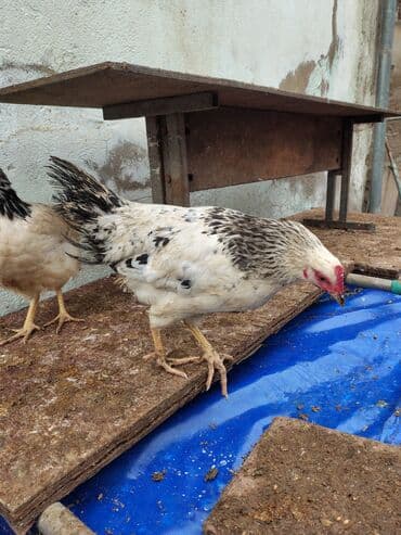 Inəklər, öküzlər: Toyuq, Adler, Ətlik — 9