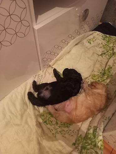 balaca tuklu itler: Pudel, Peyvəndli — 6