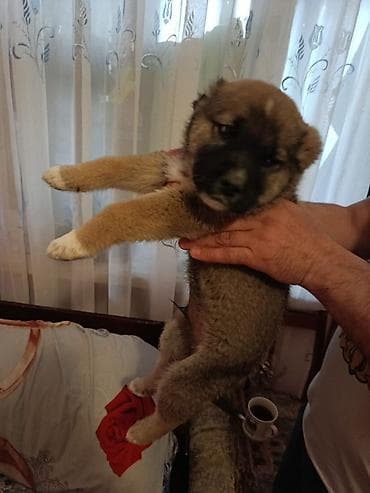 i̇t balası xaski: 1 ay, Erkek — 2