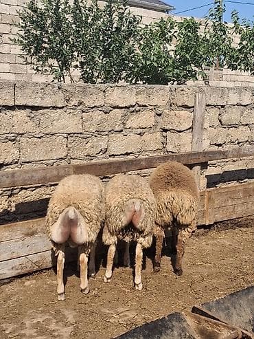 yonca satisi: - Cins: yerli quyruqlu (yağlı quyruq) - Tip: ana qoyunlar da var — 1