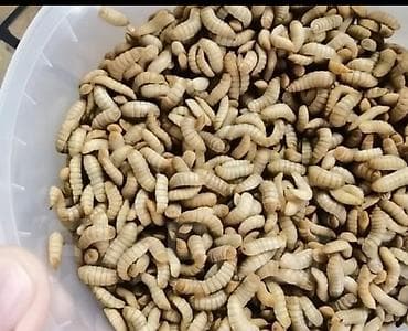 Akvariumlar: Qara əsgər milçəyi (Black Soldier Fly) sürfələri – zülal və yağla — 5