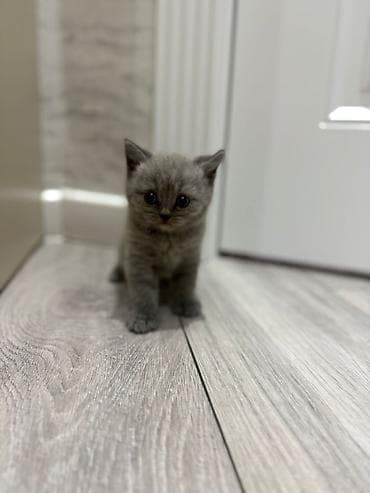 meyn kun: Boş vaxtını əyləncəli keçirməsi və dırnaqlarını təhlükəsizcə itiləməsi — 7