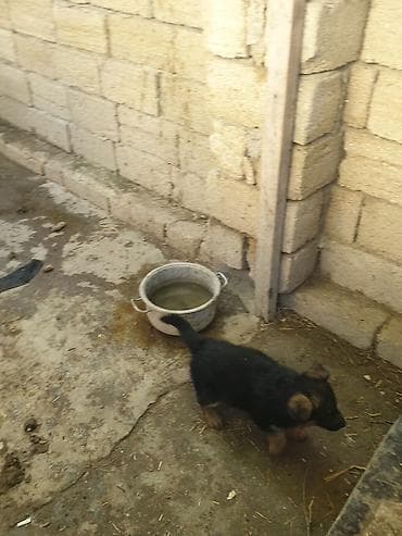 kanqal iti: Alman çoban iti, 1 ay, Dişi — 3