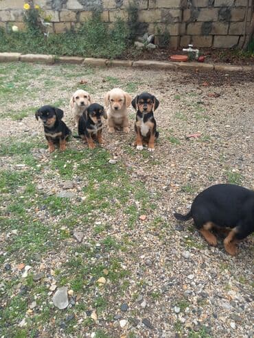 xamilyon heyvan: Çixuahua, 2 ay — 2