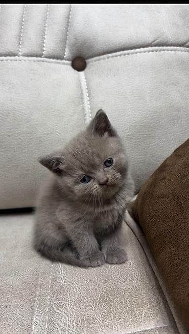 yastı qulaq: Şotland yastı qulaq — 2