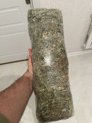 Gəmiricilər: Holland Lop dovşan satılır. Ev dovşanıdı. Ayaqyolu tərbiyəsi var. Qoxu — 6