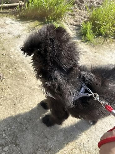 zvanok itləri: 4 ay, Dişi, Peyvəndli — 4