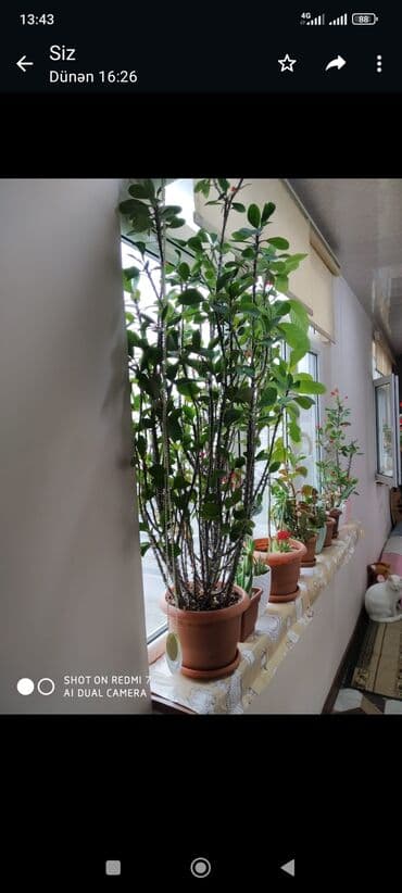 sine boyuden bitki: Nəzər gülü göründüyündən də Maşallah böyükdür 35 m aloe Vera 25 m bir — 3