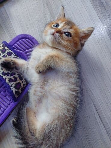 купить шотландского котенка: Шотландская, Самка, В добрые руки, Самовывоз — 9