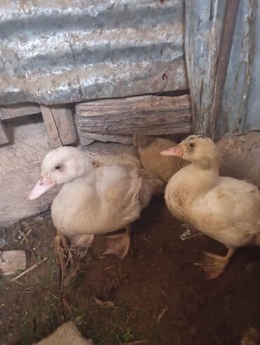 heyatı: Məhsul: ördəklər (2 ədəd) Təsvir: - Şəkillərdə iki baş ağ rəngə çalan — 1