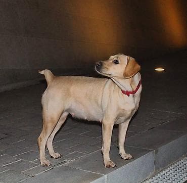İtlər: Labrador-retriver, 6 il, Dişi — 2
