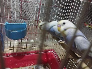 hunduşqa satışı: Rainbov rənglərində tutuquşu balaları satılır 2 sidə 2aylıqdır biri — 7