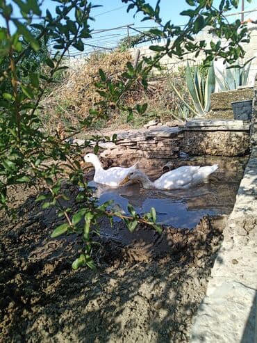 lal ordəklərin satışı: Ağ ördəklər – 2 ədəd cütlük - Rəng: tam ağ lələklər, narıncı dimdik — 2