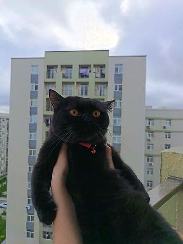 pişiy adları: Şotland, Erkək, Cütləşmə üçün — 4