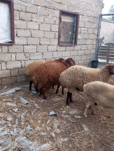 Salam Aleykum ünvan Meşdaxa 2 dişi qoyun 2 ərkey heyvanlar dolu kök — 3