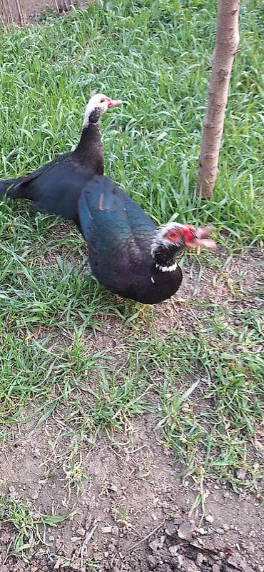 kuban ördək: 8 aylıq Lal ördekler .bir fere bir xoruz çütü 65 manat .xoruz aktiv — 7